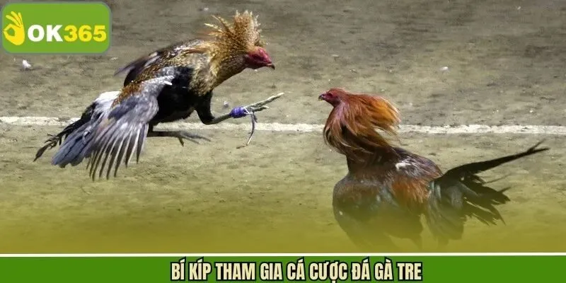 Kinh nghiệm hữu ích khi tham gia trong chọi gà tre tại OK365