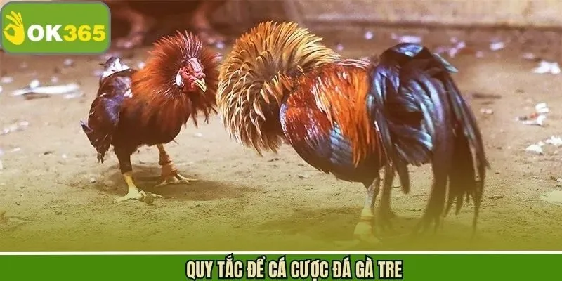 Nắm rõ về luật chơi trong chọi gà tre hội viên cần nắm