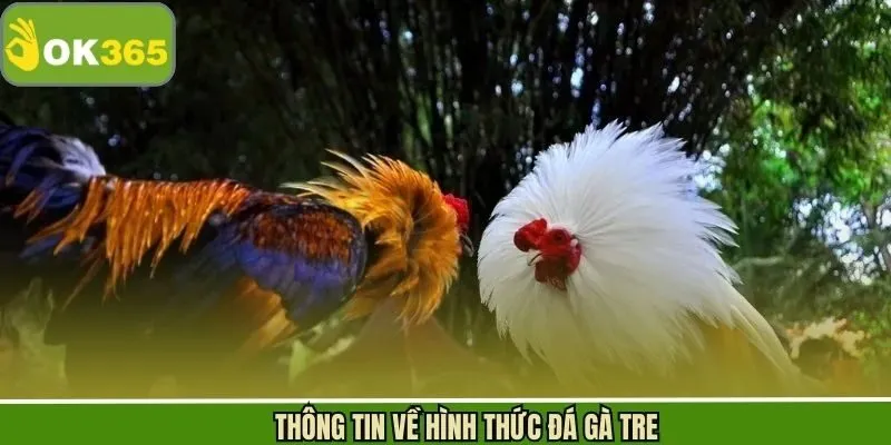 Khái quát chi tiết về đá gà tre